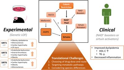 Modulating Sirtuin Biology and Nicotinamide Adenine Diphosphate Metabolism in Cardiovascular Disease—From Bench to Bedside